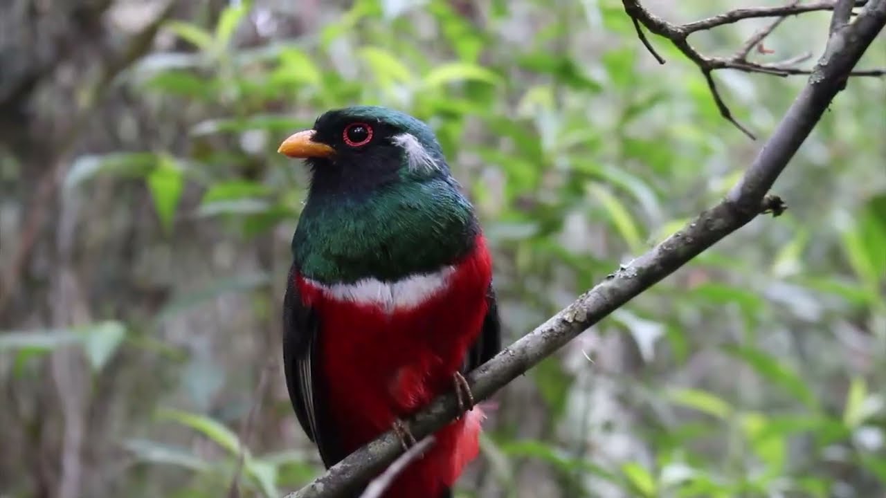 Avistamiento de Aves | Parque Arv&iacute;