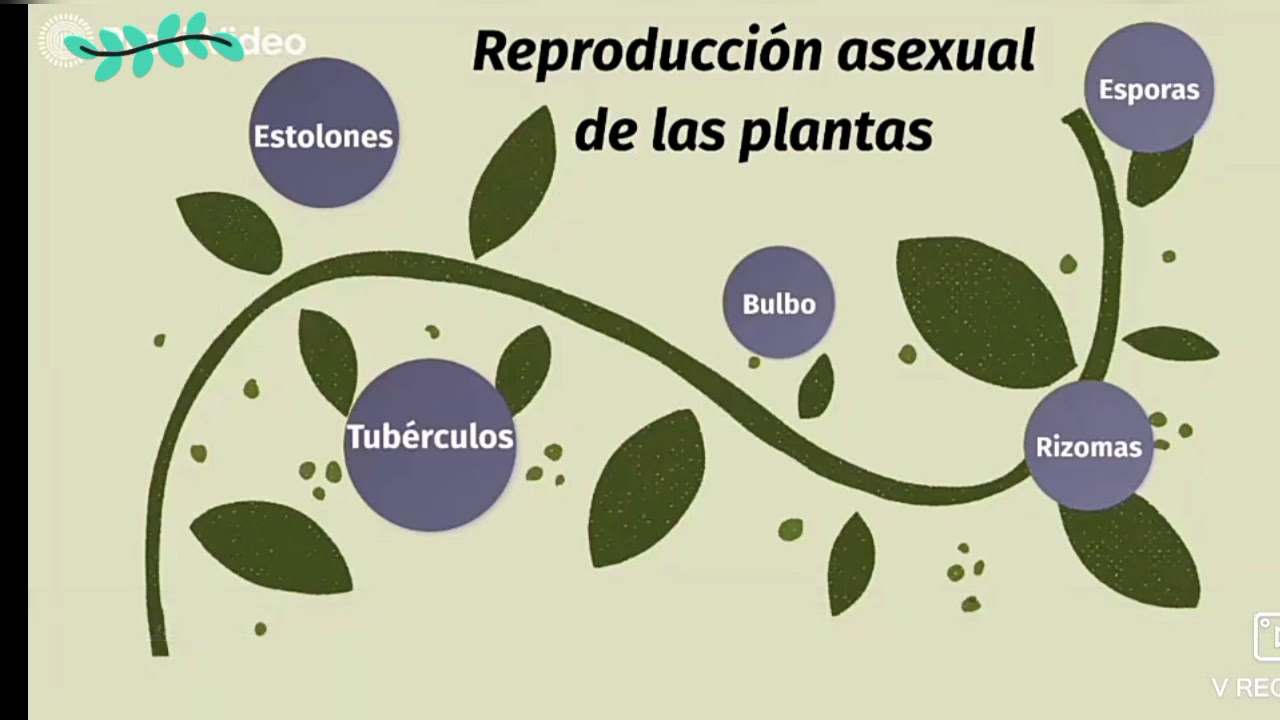 La reproducción asexual de las plantas
