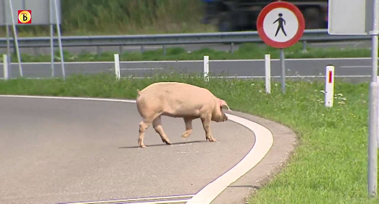 Loslopend varken op snelweg A50 (HD)