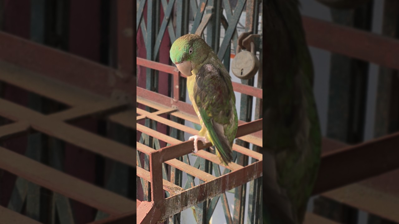 सुगा || Parrot