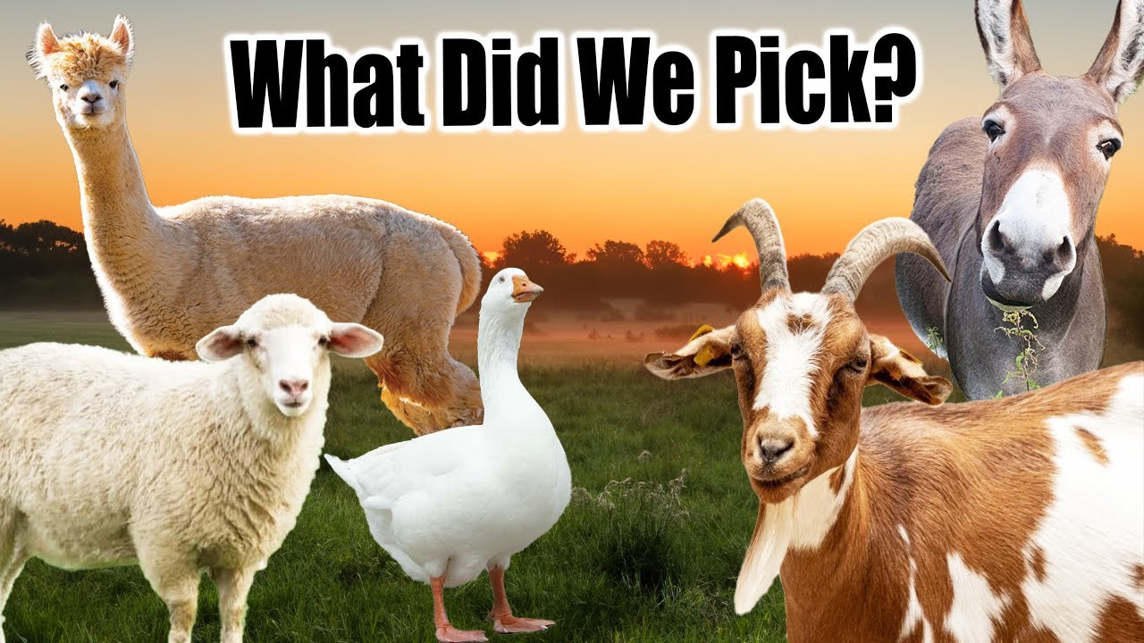 Finally Revealing Our Choice for Daisy's New Roommates!