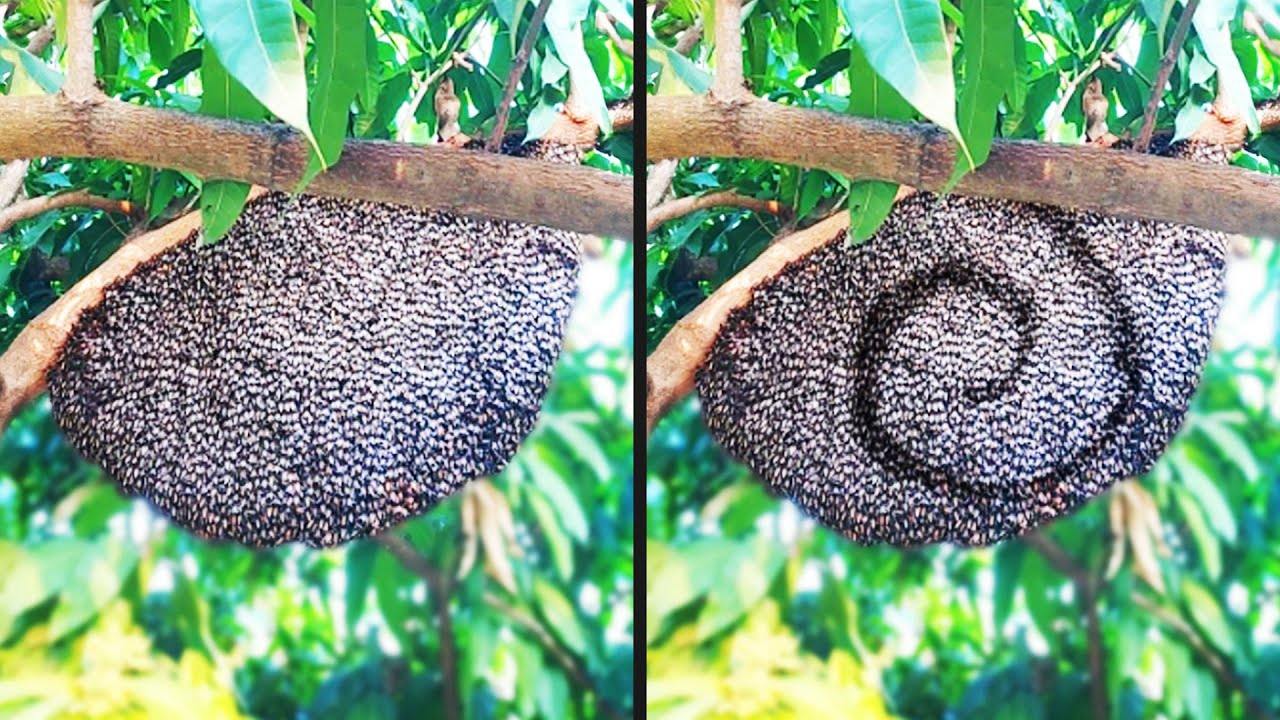 Bees Are Trying to Communicate