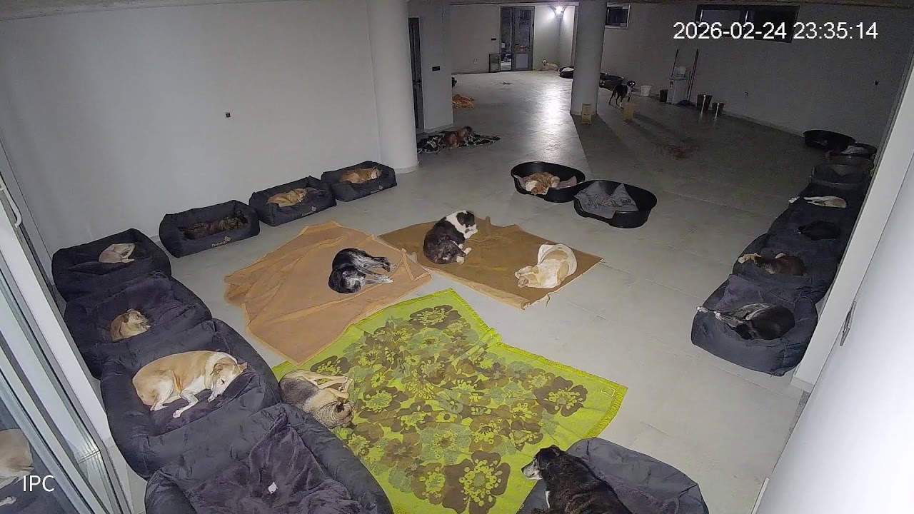 The Dogs are Very Naughty Tonight! - Takis Shelter