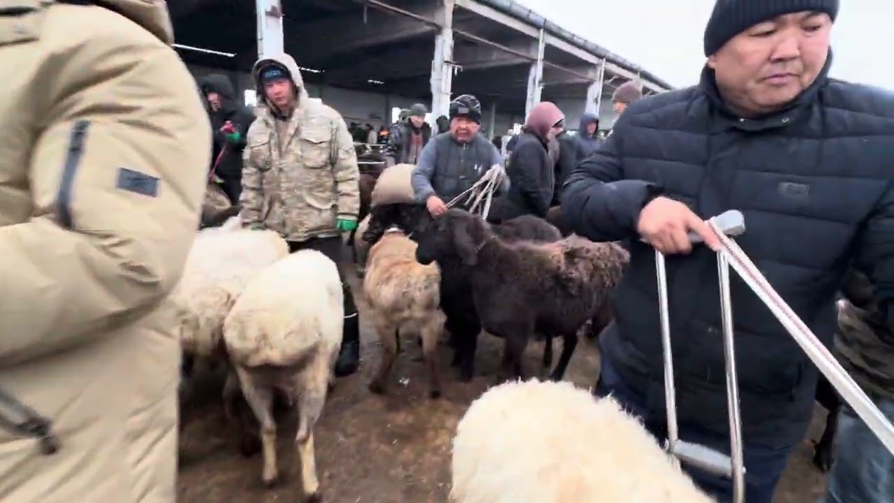 Кой базар озгон мал базары 18.01.26 кой кыымбат экен😨