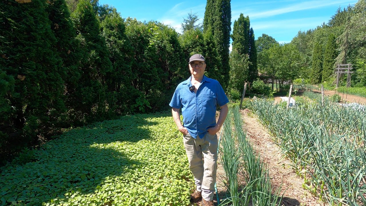 Les Engrais Vert (Juin) | Yves Gagnon