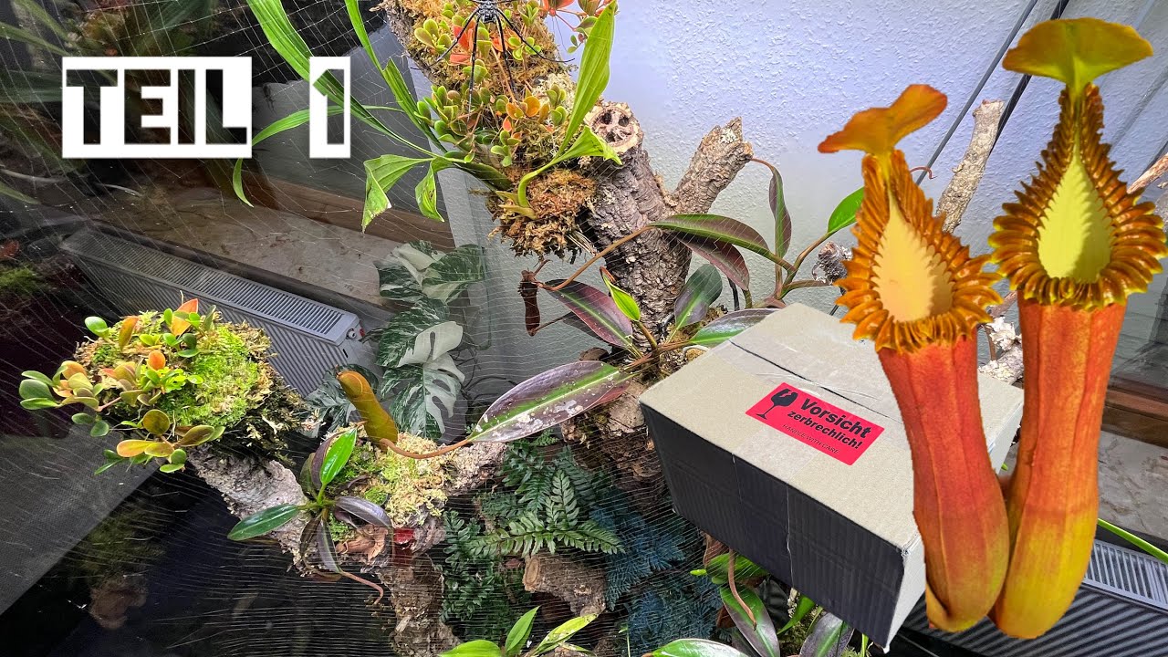 Neue Tiere fürs Terrarium?