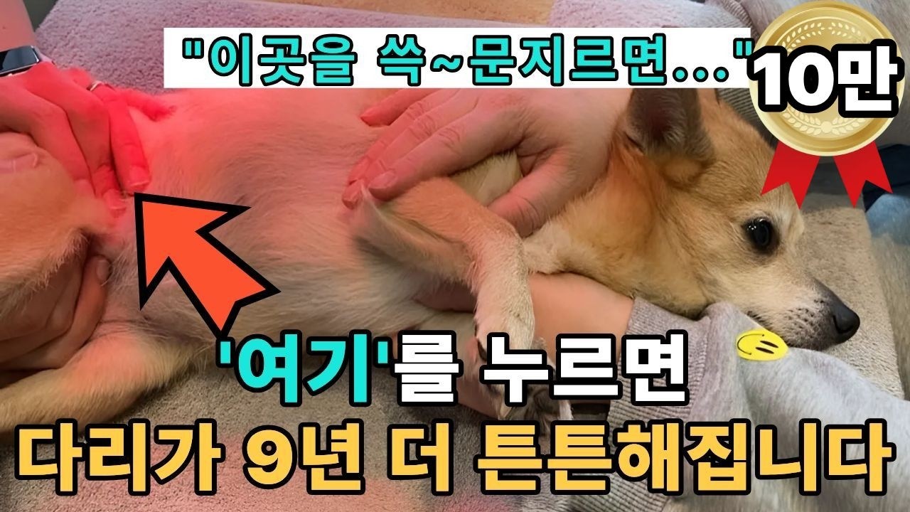 강아지 다리 아픈 진짜 원인, 굳은 다리 근육 싹 푸는 간단한 강아지 마사지 방법 7가지ㅣ슬개골탈구 수술 재활운동