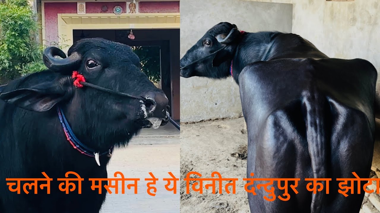☎️6398173437 विनीत भाई दंन्दुपुर के पास हे ये झोटा सुन्दरते की मूरत हे ये झोटा भाई ने बोली no1 बात 