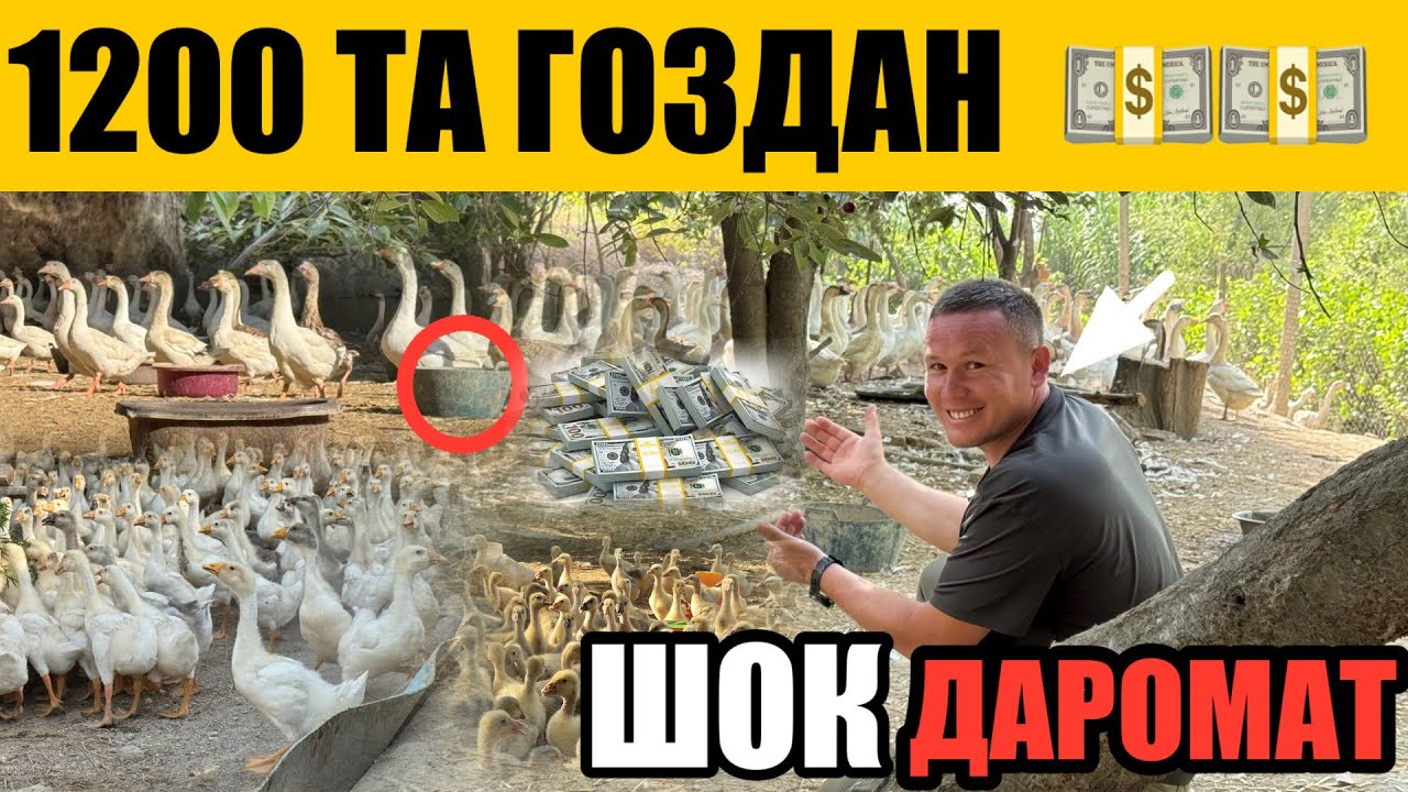 ҒОЗ +998 94-908-17-22 БОҚИШНИ ЯНГИ УСУЛИ || ОЙИГА 90 МЛН СЎМ ДАРОМАД СИРИ ОЧИЛДИ 29 июня 2025 г.