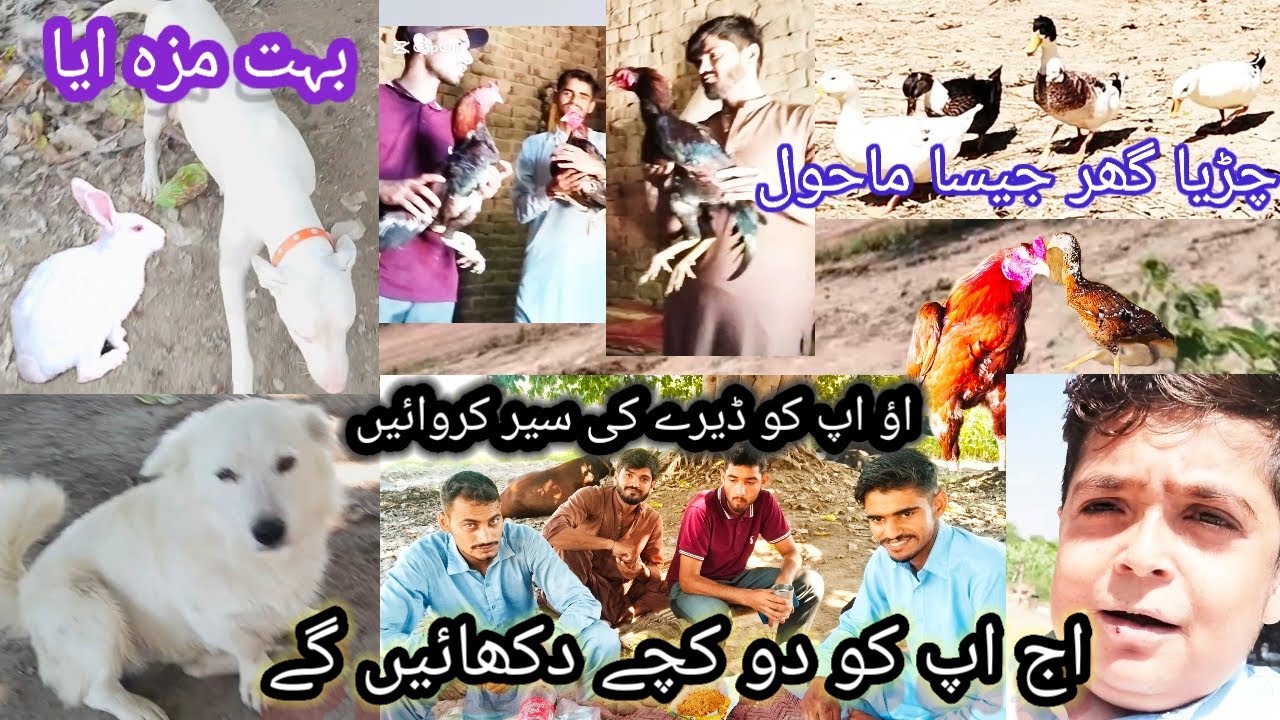  اج اپ کو اصیل مرغوں کا شوق کریں ہر طرح کا پرندہ دیکھیں شوق کریںriang Velog chhota vlogger 344🥺🥹🤩