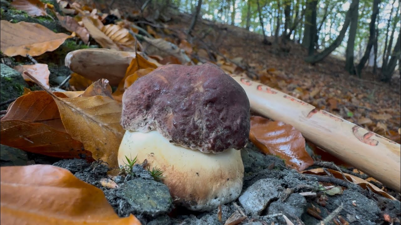 ROSSI PREGIATI-FUNGHI PORCINI 2025