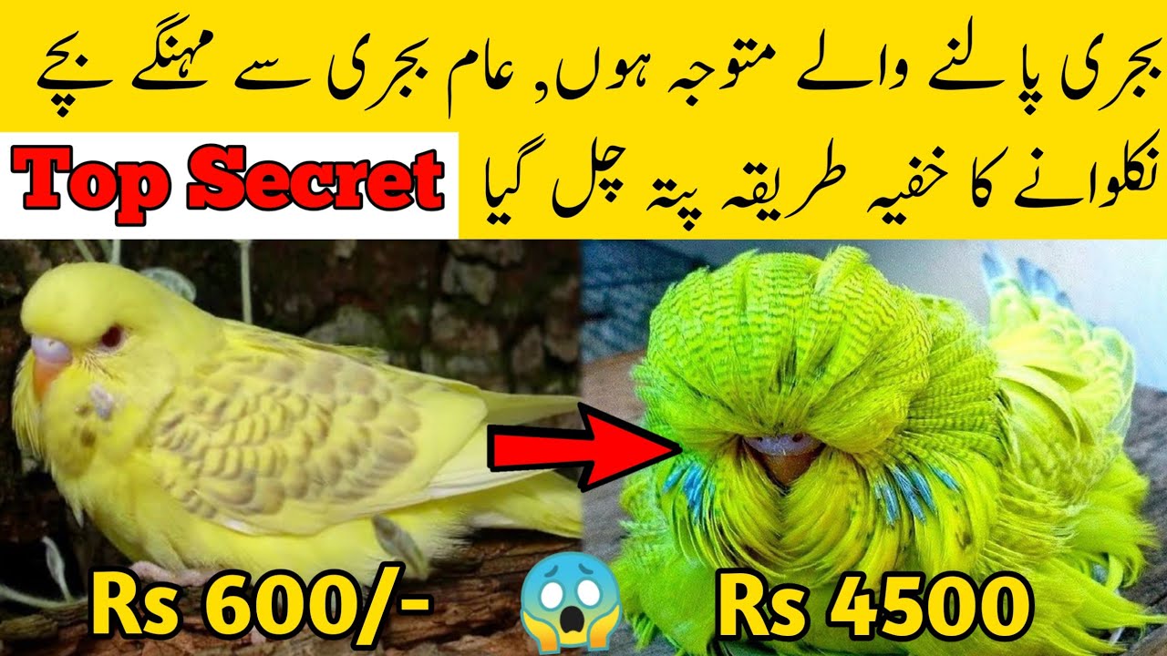 Bajri palne wale matvaja hon am bajri se menge bache nikalvane ka khufia tariqa pata chal gia 😱😱