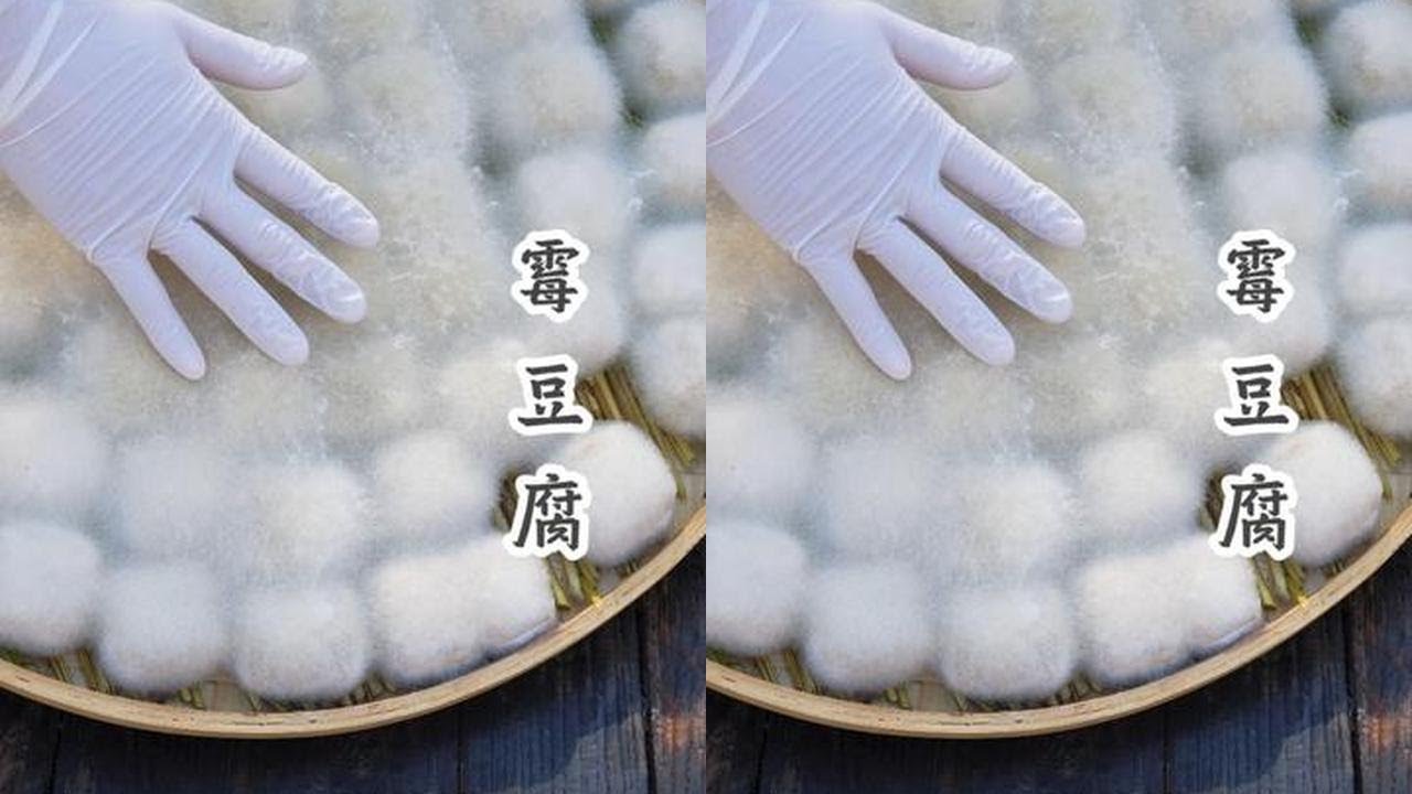 霉豆腐 老祖宗的智慧，一颗平平无奇的黄豆历经一个月的蜕变，变成下饭神器#霉豆腐 #霉豆腐制作  #传统民间美食 #带着turbo过大年  #青年创作者成长计划