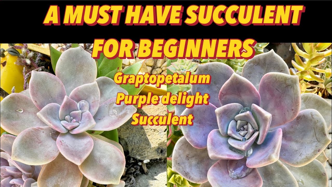 Graptopetalum Purple Delight Succulent #succulent  #graptopetalum  #plants #backyardgardening