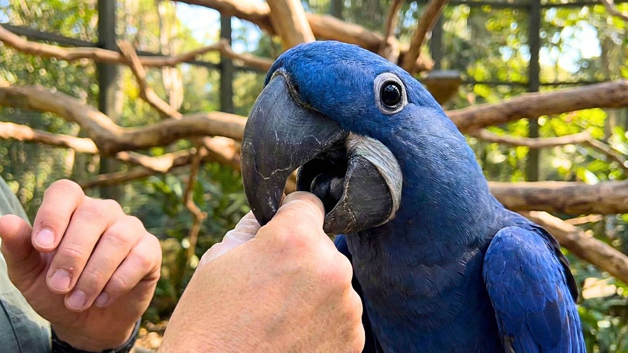 I Put My Finger in a Hyacinth Macaw's Beak... (BIG MISTAKE)