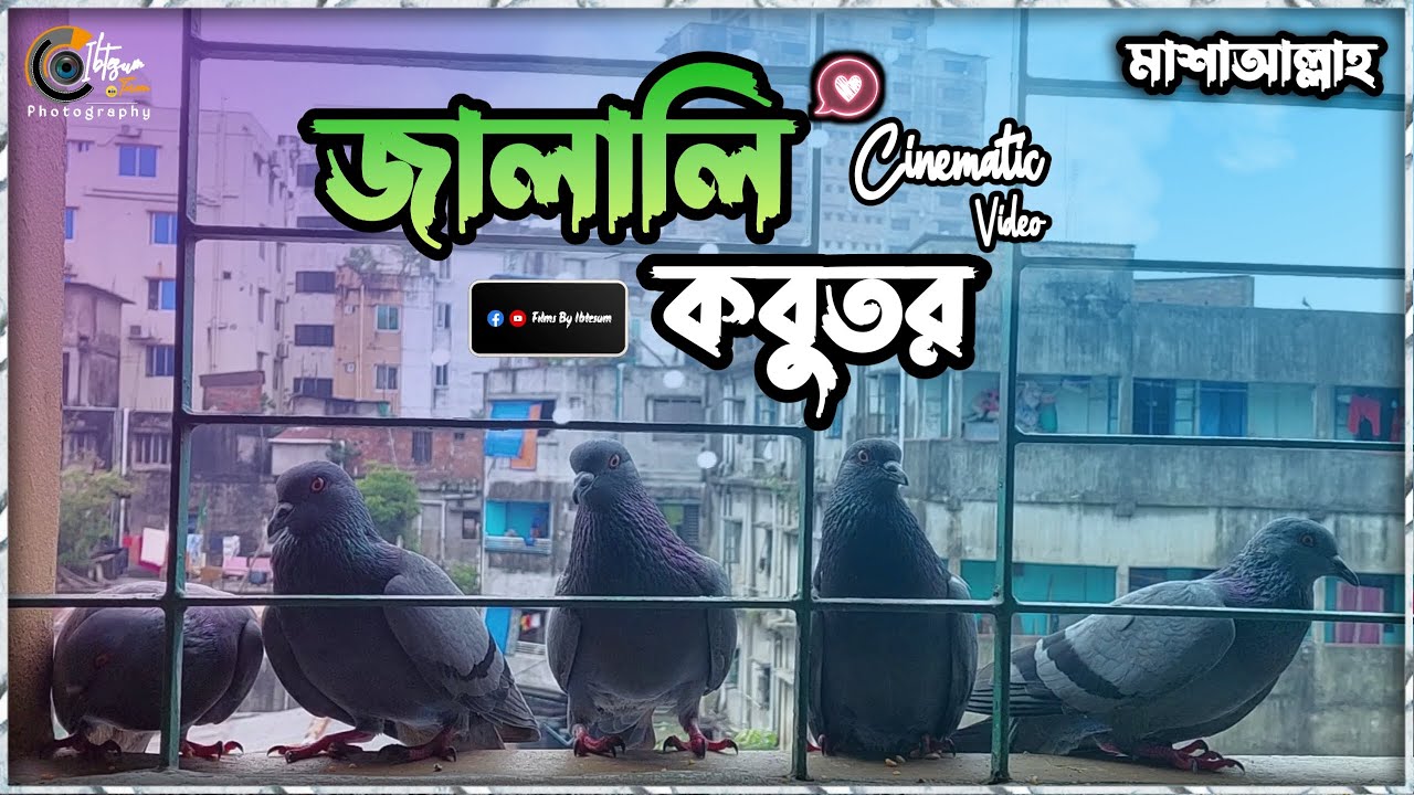 জালালি কবুতর (Cinematic Video) | Jalali Pigeon in Bangladesh