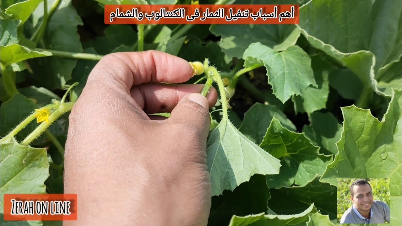 أهم أسباب تنفيل الثمار فى الكنتالوب والشمام
