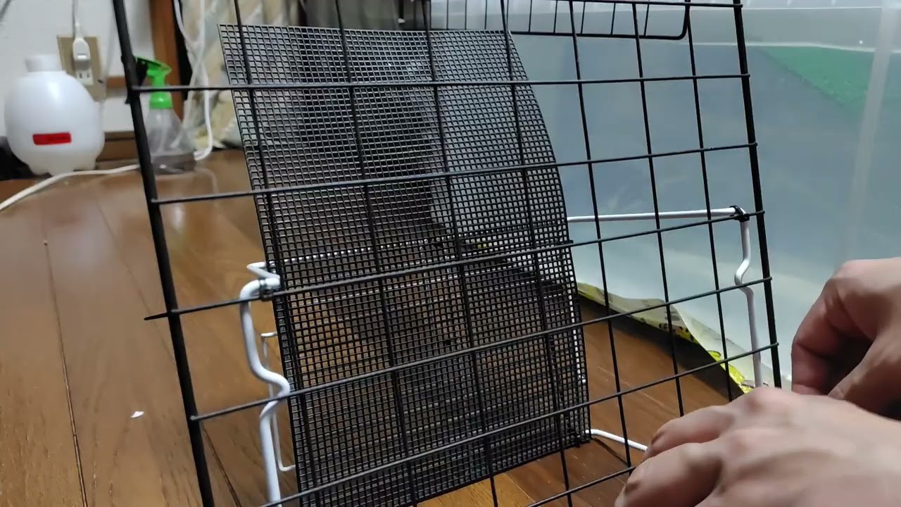 2026.1.31.カメの陸場作り
