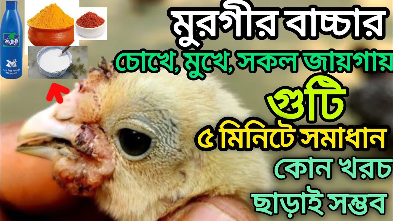 ঘরোয়া টেকনিকে মুরগির বাচ্চার গুটি দূর করুন তাও আবার ৫ মিনিটে