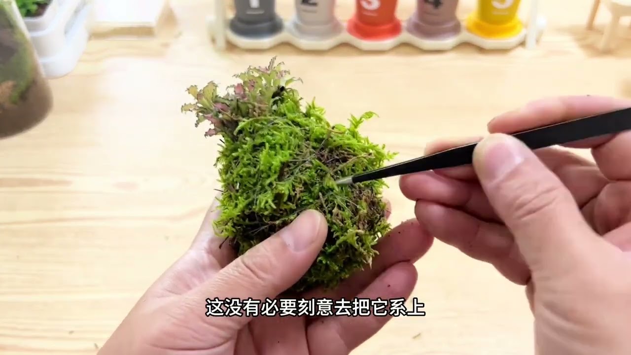 手把手教你如何制作及养护苔藓球 Teach you step by step how to make and maintain moss balls