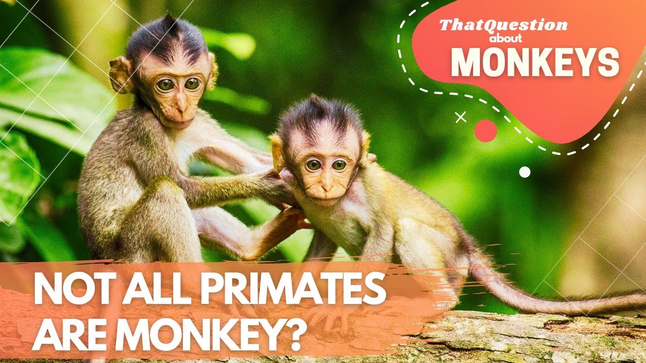 NOT ALL PRIMATES ARE MONKEY? | ThatQuestion about MONKEY
