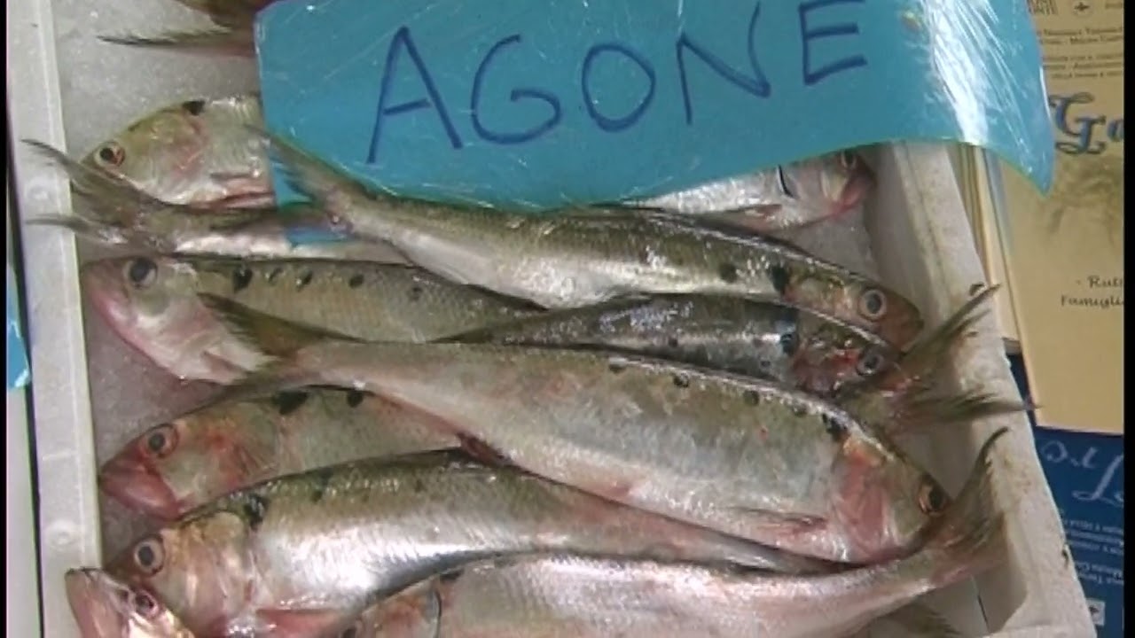 Si amplia il divieto alla pesca sul lago Maggiore: dal 15 marzo stop a luccio, lucioperca e persico