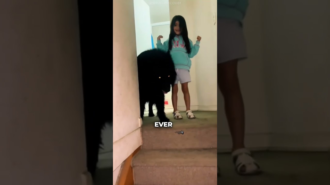 وش بتسوي لو الذيب الأسود طالع لك بهالهدوء؟
