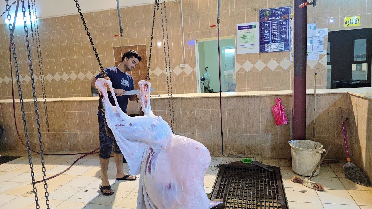 amazing camel Cutting Skills camel processing full video