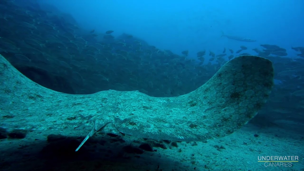 Butterfly ray and large school of fish/ Diving Tenerife - Underwater Canaries