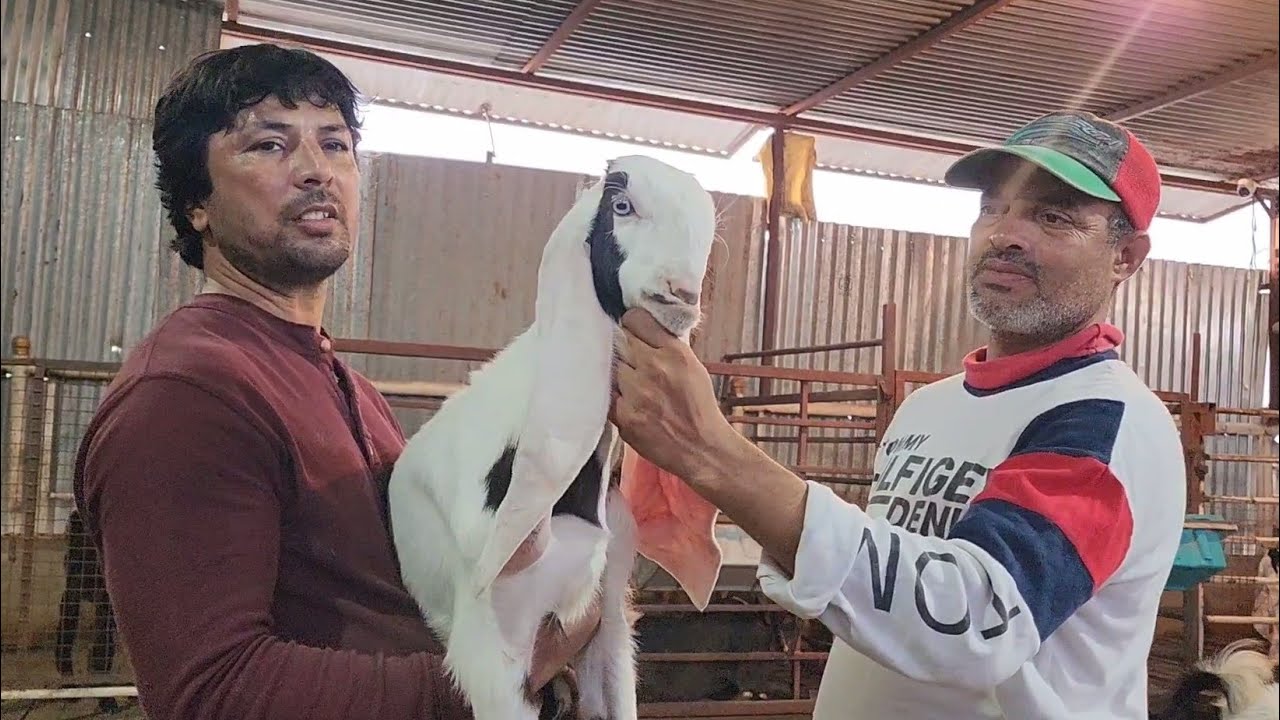All Exclusive Line Wale Results Hyderabadi Breeding Setup Azeem Bhai | Khansa Goat Farm Solapur.