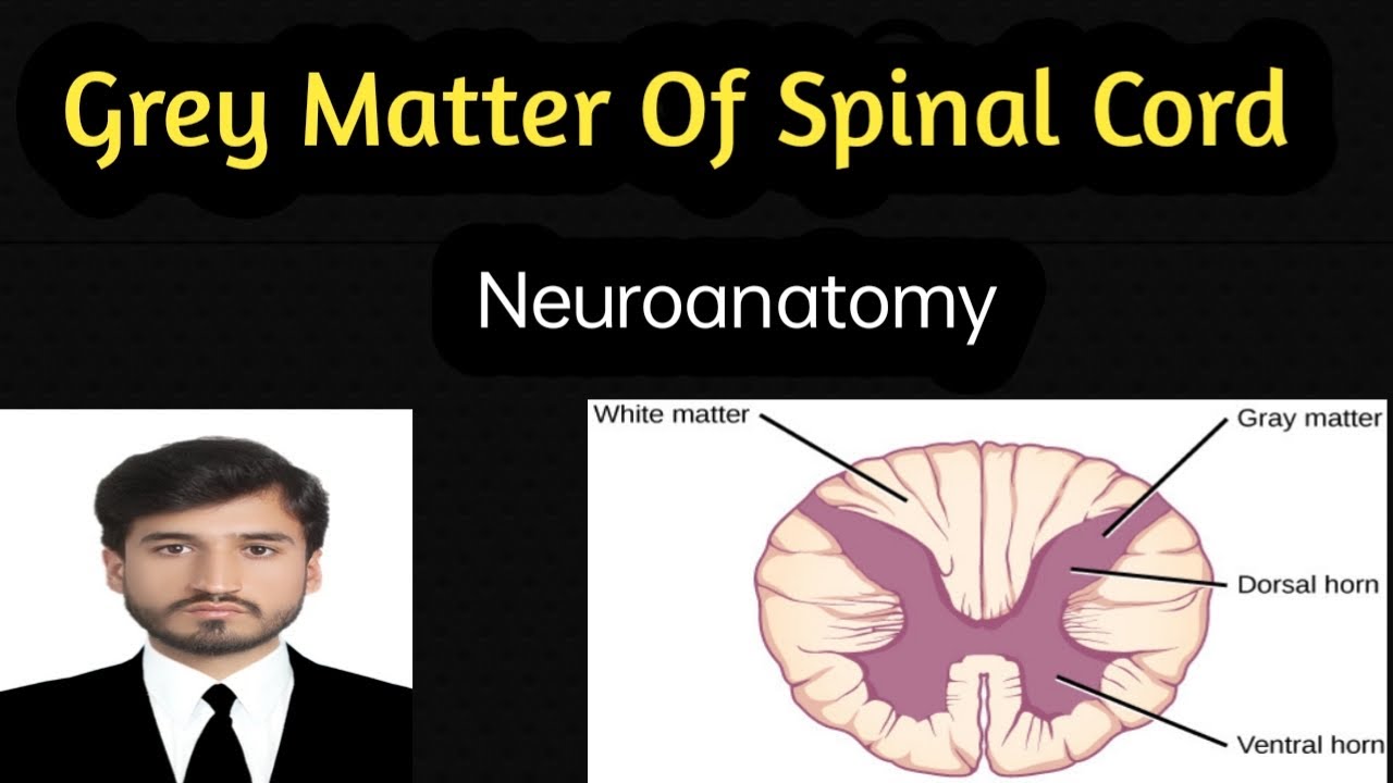 Gray matter of spinal cord #neuroanatomy