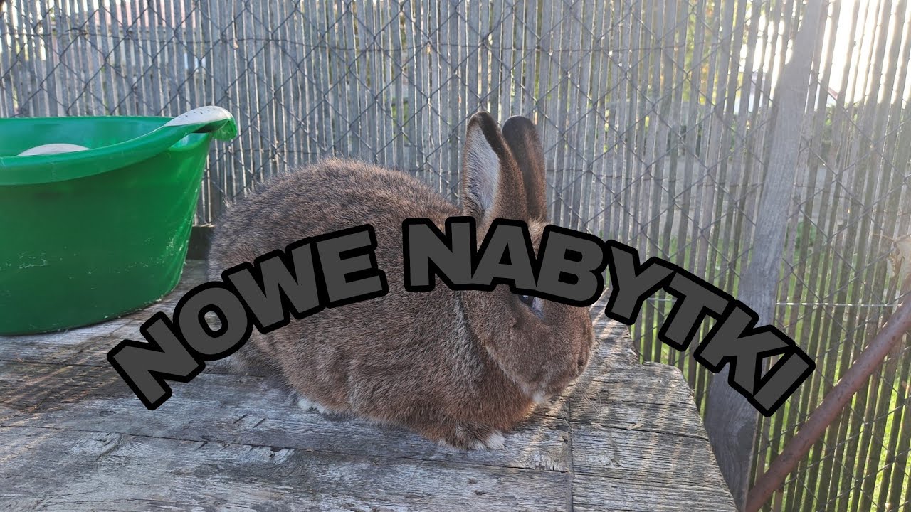 KUPIŁEM NOWE KRÓLIKI