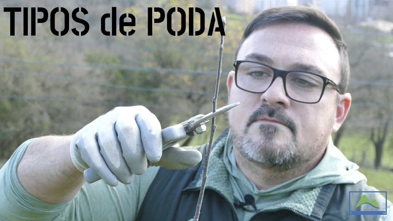4 tipos de PODA que debes APLICAR en tus árboles FRUTALES
