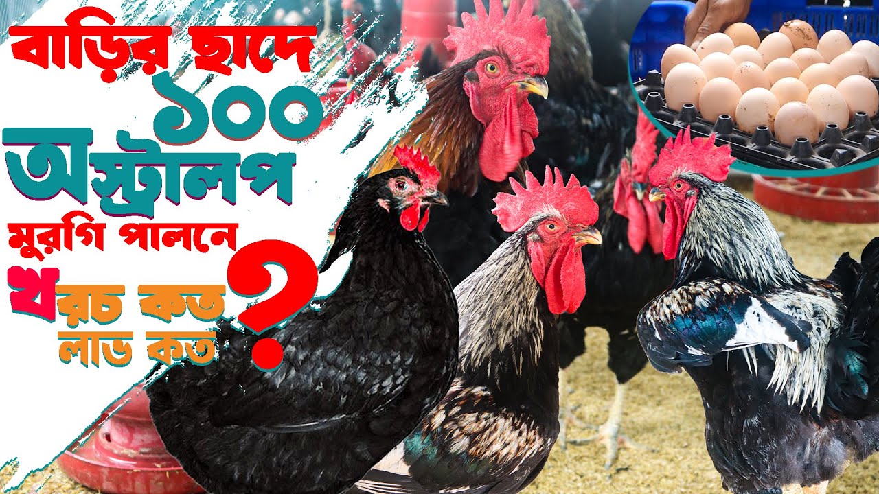 বাড়ির ছাদে ১০০ অস্ট্রালপ মুরগি পালনে খরচ কত? লাভ কত? Black Australorp Chicken Farming- Safollo Kotha