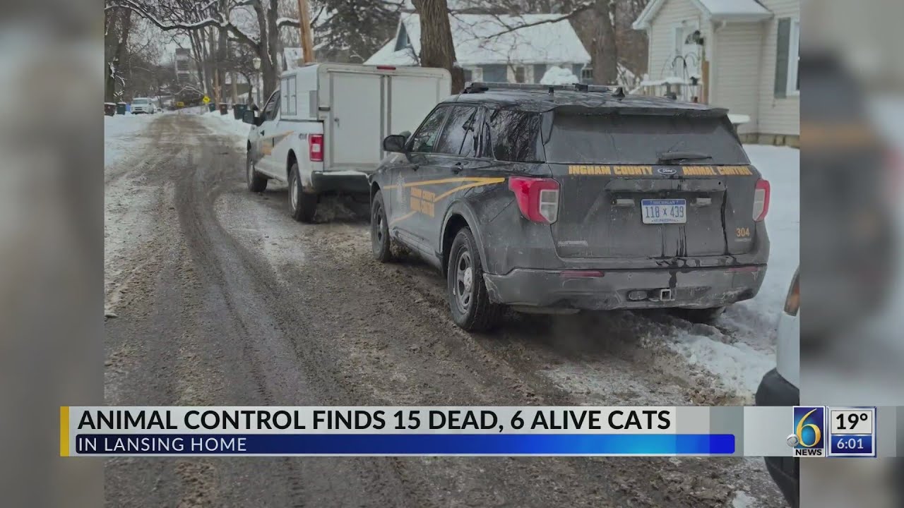 Animal Control finds 15 dead, 6 alive cats in Lansing home
