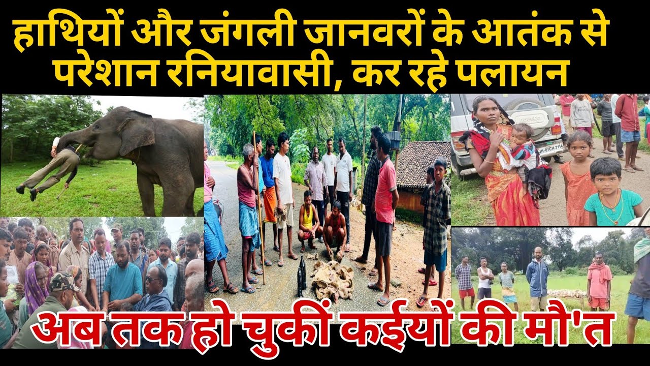 हाथियों और जंगली जानवरों के आतंक से परेशान रनियावासी, कर रहे पलायन 
