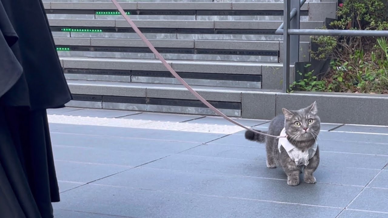猫とお散歩に来たら...まさかの出来事が...