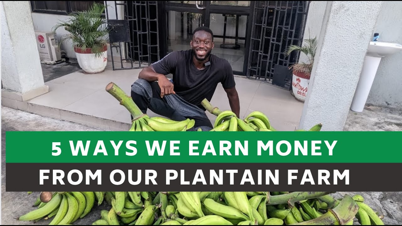 How we make money from our Plantain Farm in Nigeria  (for newbies & investors)