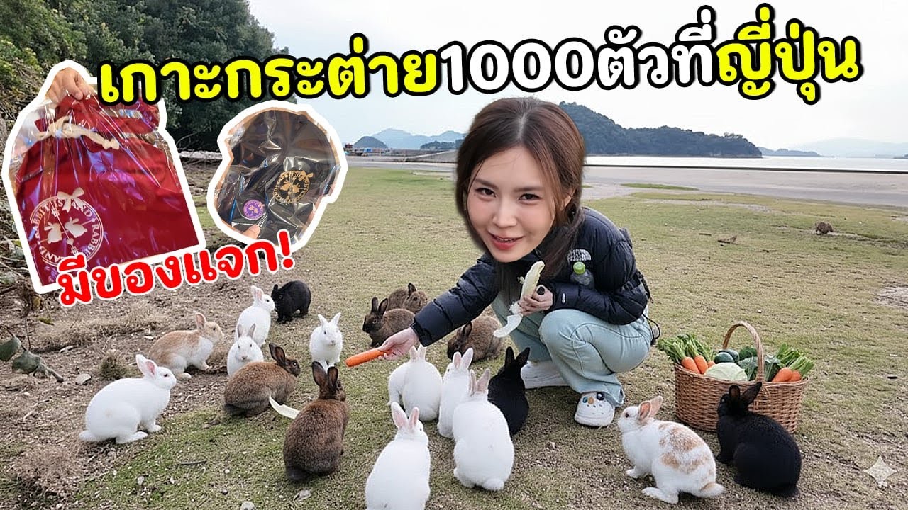 เกาะร้างที่มีกระต่าย 1,000 ตัวในญี่ปุ่น