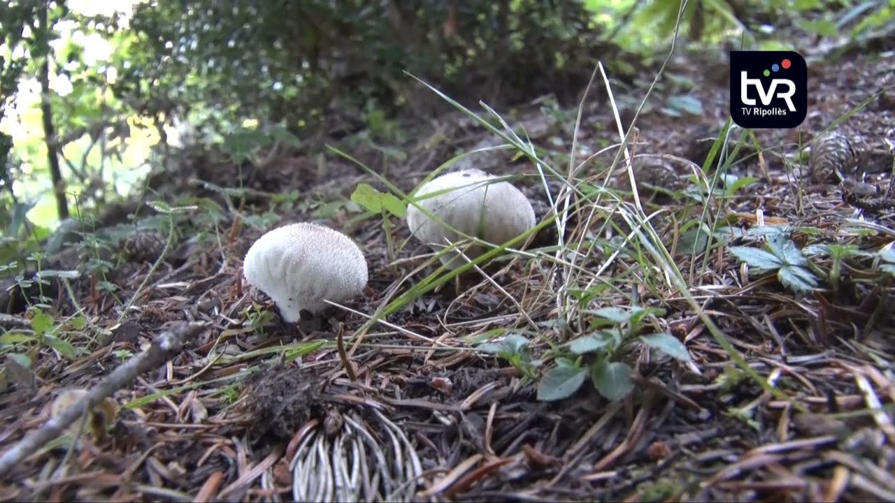 Comença la temporada de bolets al Ripollès