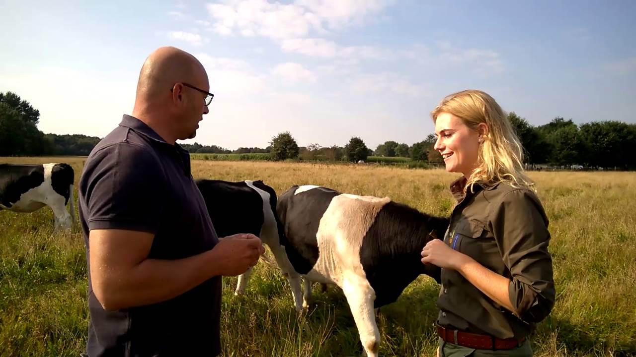 Tussen de heidekooien op het Mantingerveld  | Vlog Boswachter Hanne | #49