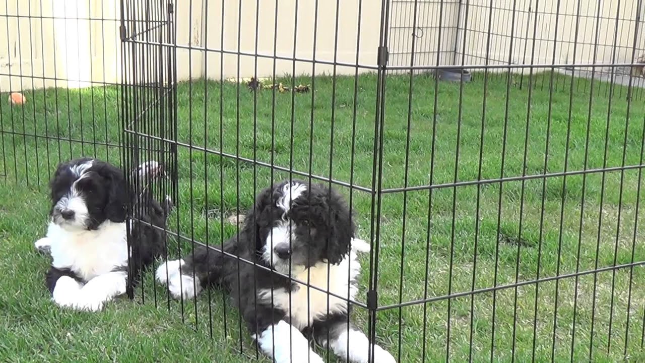 Utah Wiggle Bottoms Group Sheepadoodles