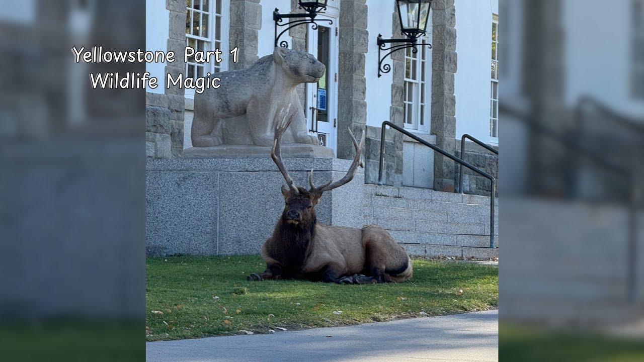 Yellowstone Part 1:  Arrival, Mammoth Hot Springs & Lamar Valley Wildlife