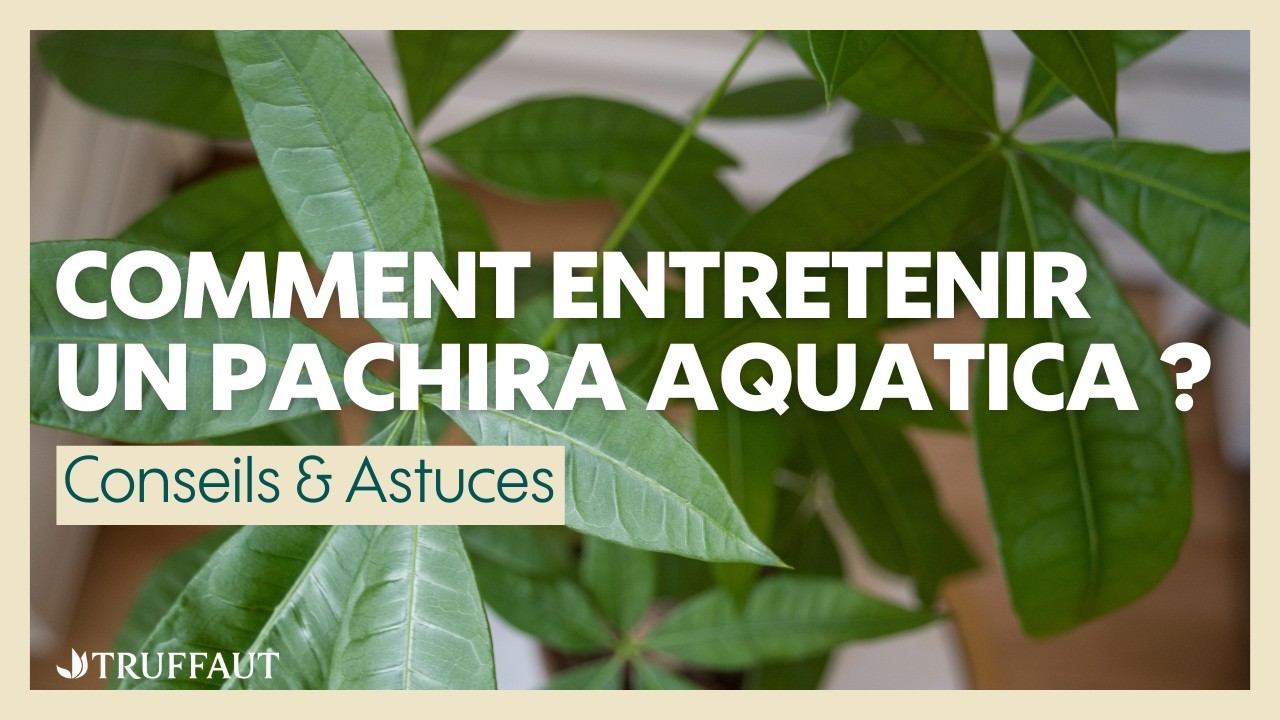 Comment entretenir un Pachira Aquatica ? - Truffaut