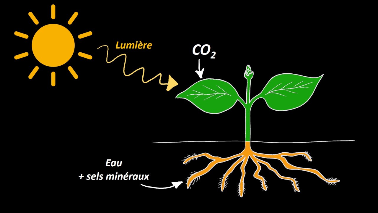 Nutrition et organisation des v&eacute;g&eacute;taux chlorophylliens (5e)
