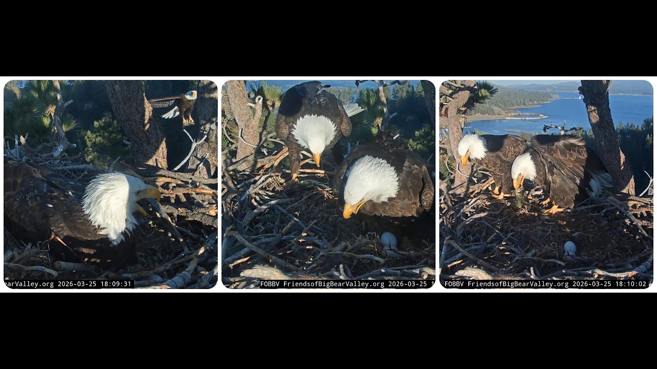 The disturbed peace, a stranger in the territory, Shadow brings a fish to Jackie 25.03.2026 FOBBVCAM
