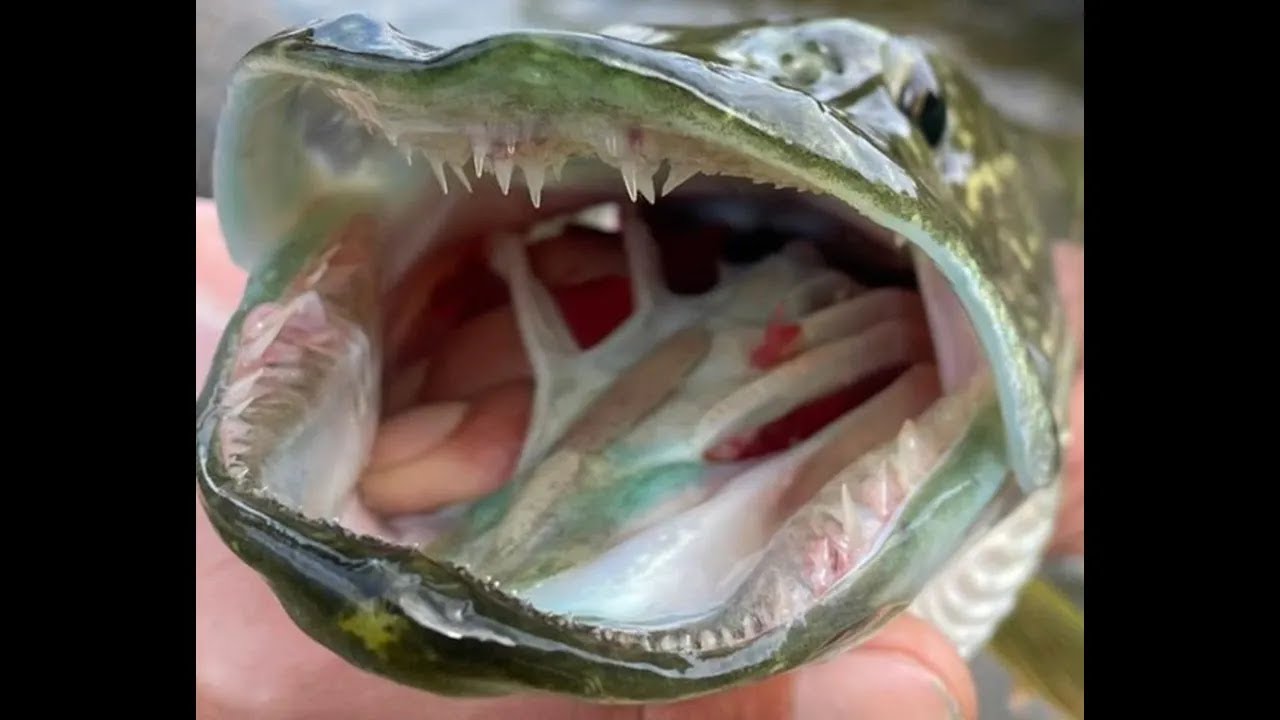 Fly fishing for Pike in small streams in Holland