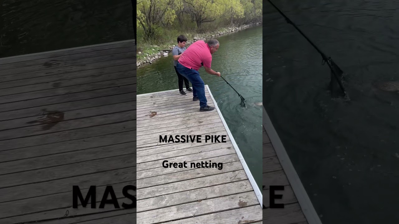 MASSIVE PIKE CAUGHT WITH GREAT NET WORK! #bigpike #fish #pikes #freshwaterfish #bigcatfish
