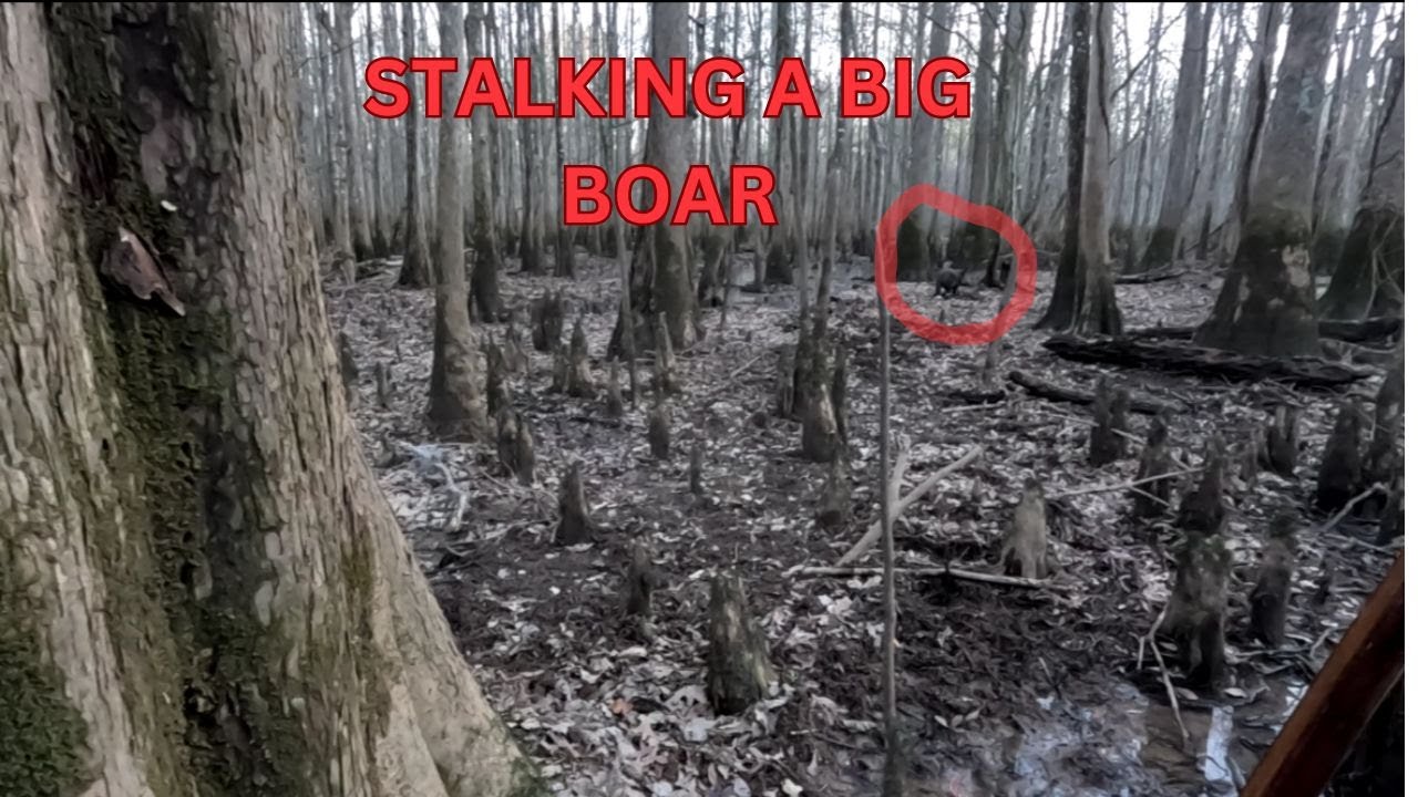 AFTERNOON HOG HUNT