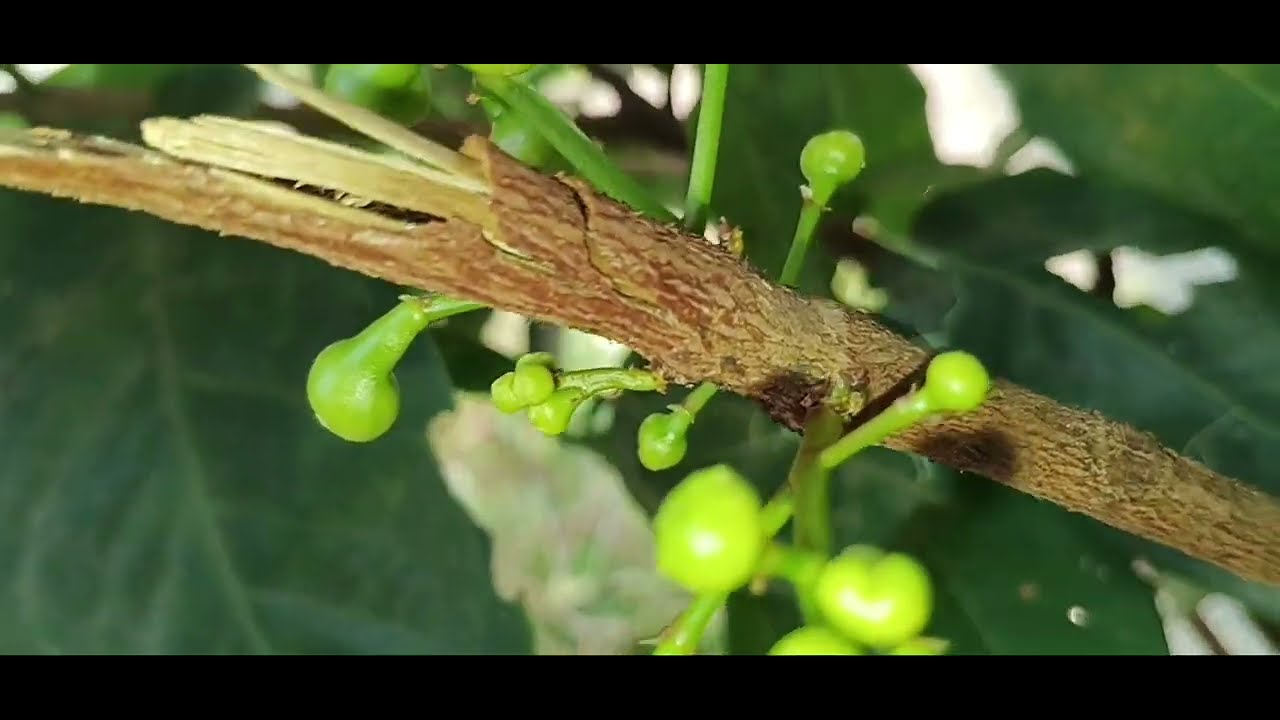 ##When the Thai green champaka blooms##